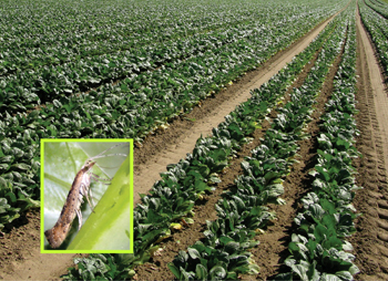 Row crops with inset image of a diamondback moth