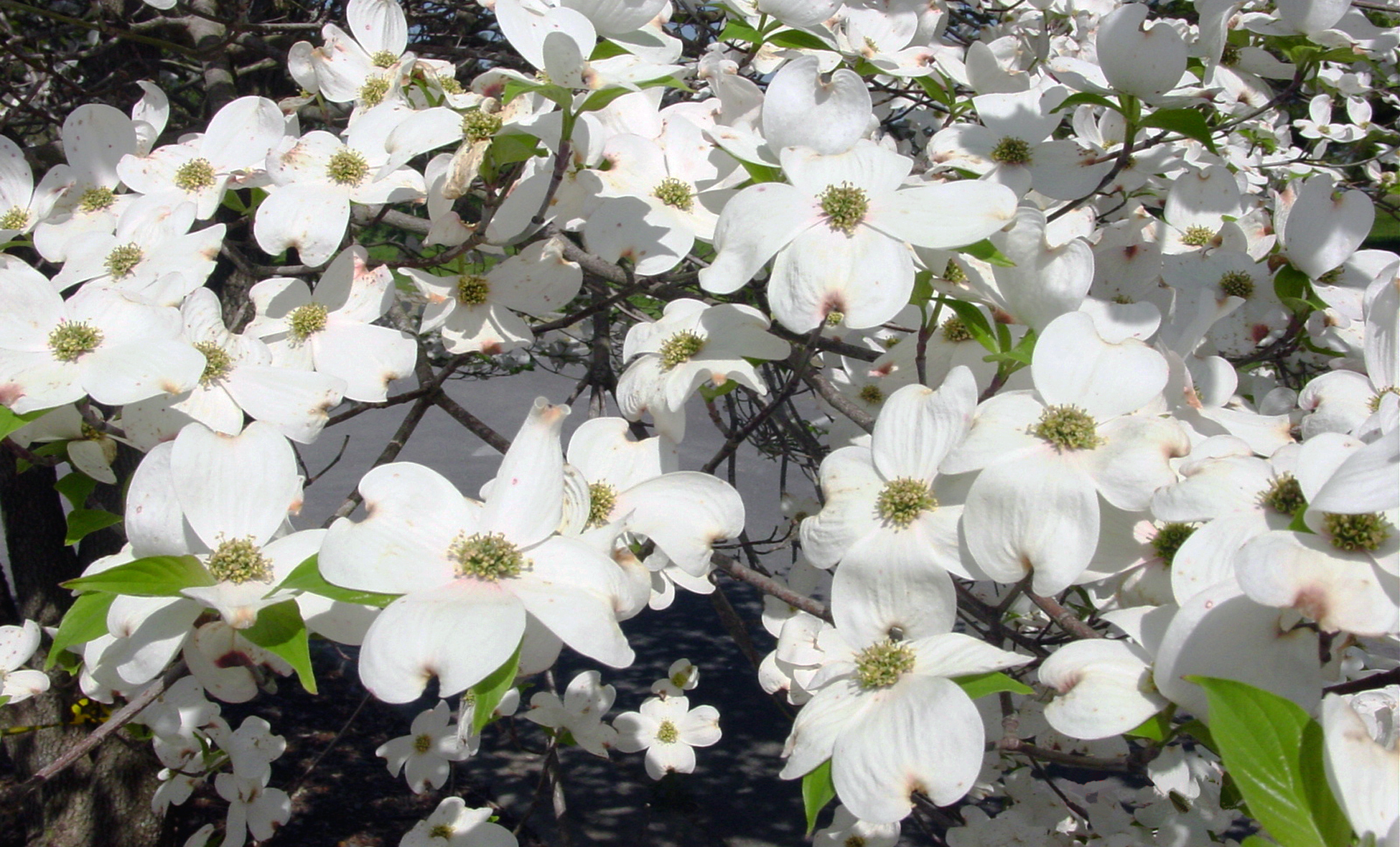 Dogwood flowers