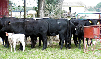 freeze branding cattle