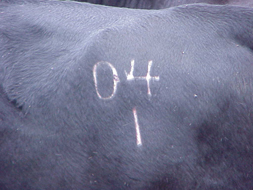 freeze branding cattle