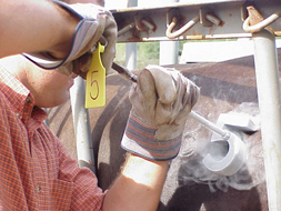 Freeze brand calves for 20 to 24 seconds, and cows for 25 to 30 seconds.