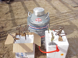 For freeze branding, you’ll need liquid nitrogen and a container to hold the liquid nitrogen and branding irons while cooling