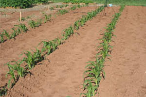 Rows of sown crops