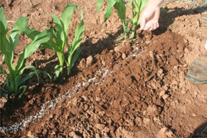 Trench next to crop row with fertilizer sprinkled along it