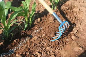 Sidedressing trench being covered