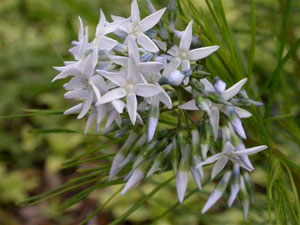 Arkansas Blue Star flower close up