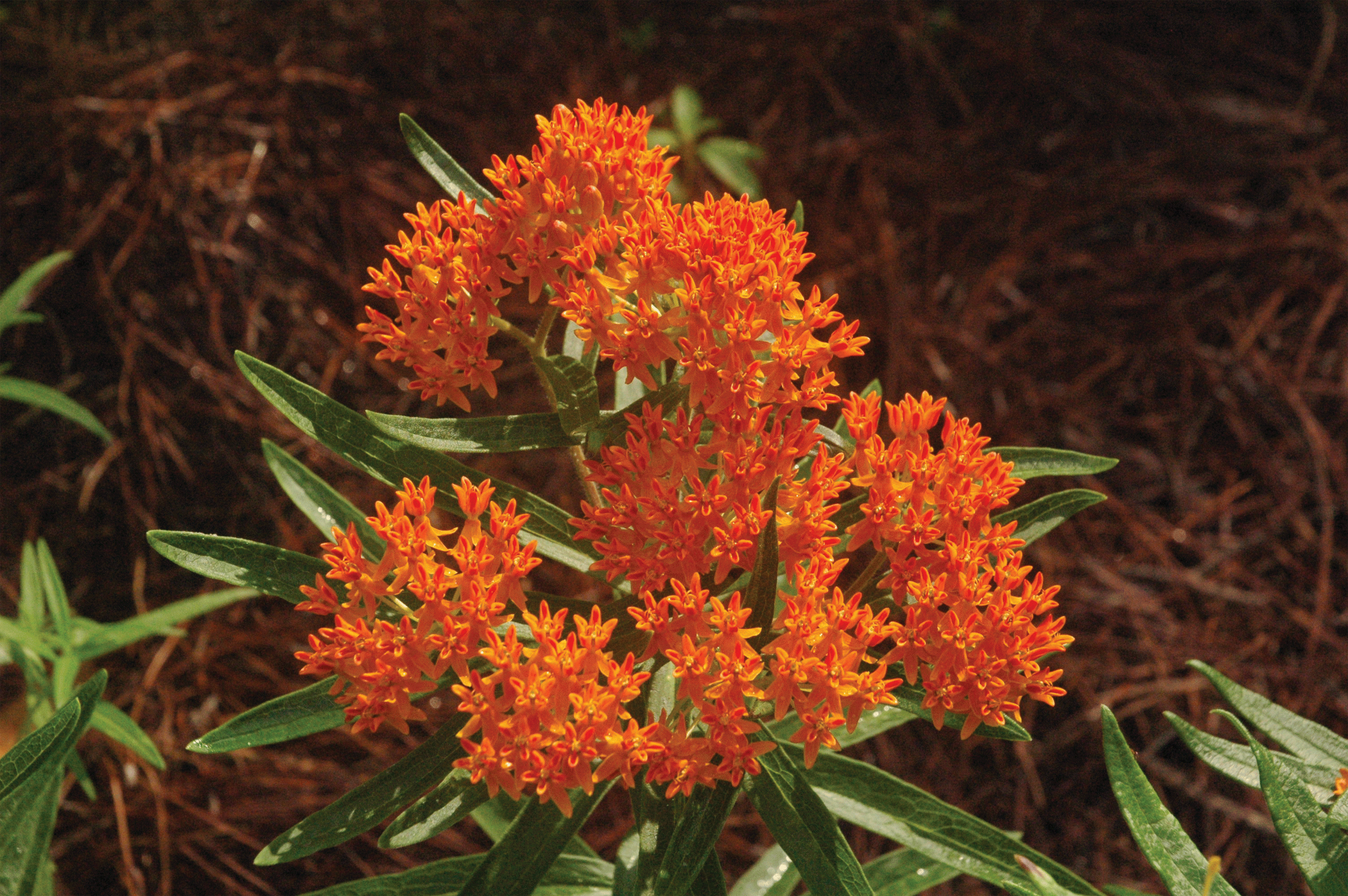 Close up of Butterfly Weed flowers