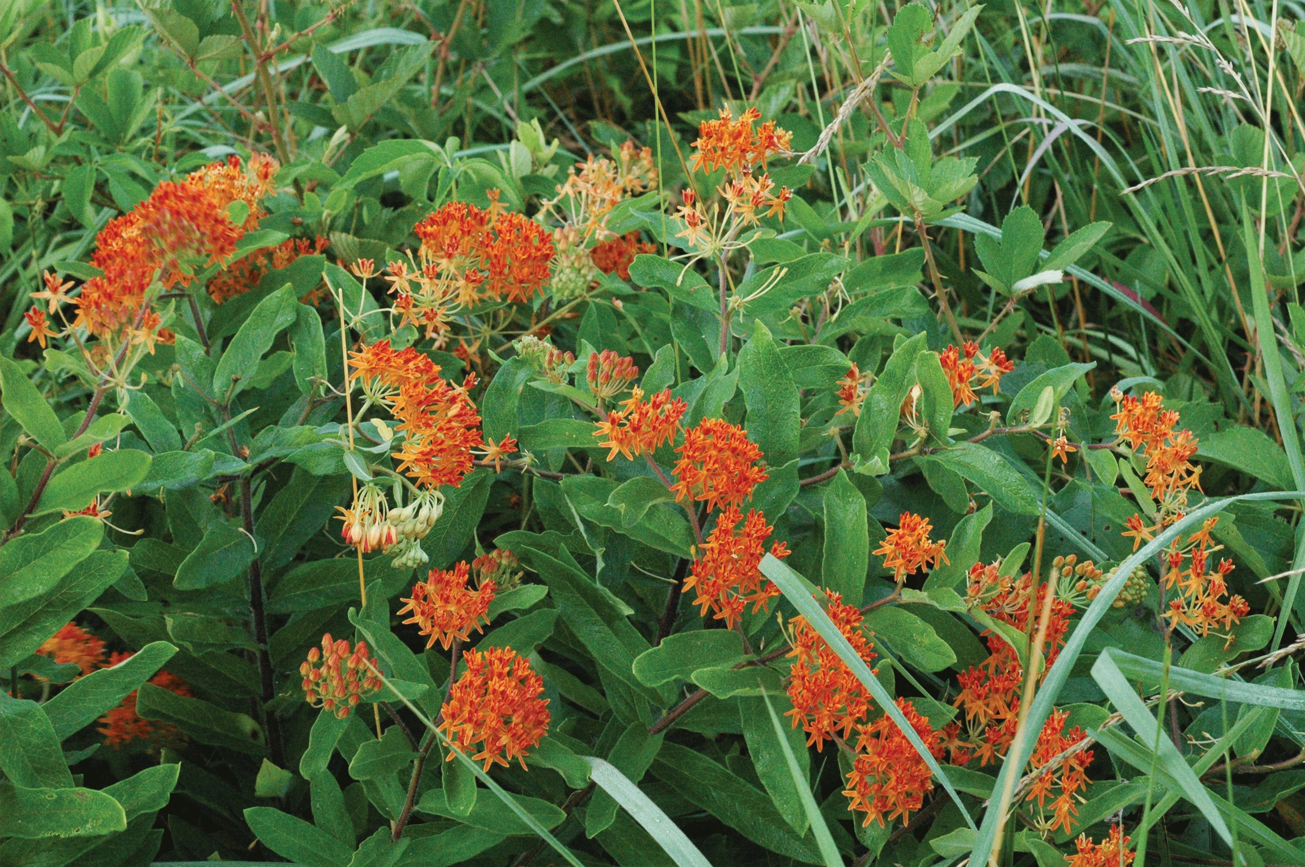 Butterfly Weed flowers and leaves