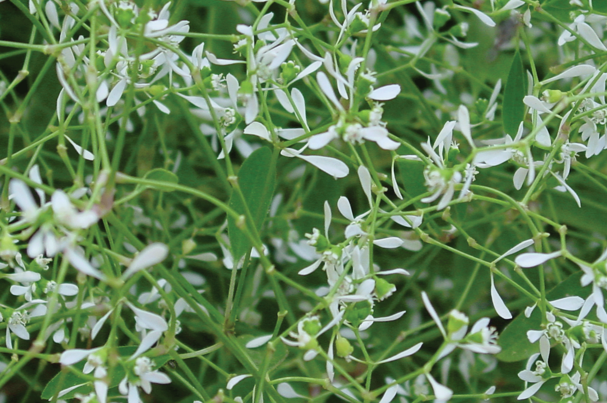 Closeup of Diamond Frost Euphorbia flowers