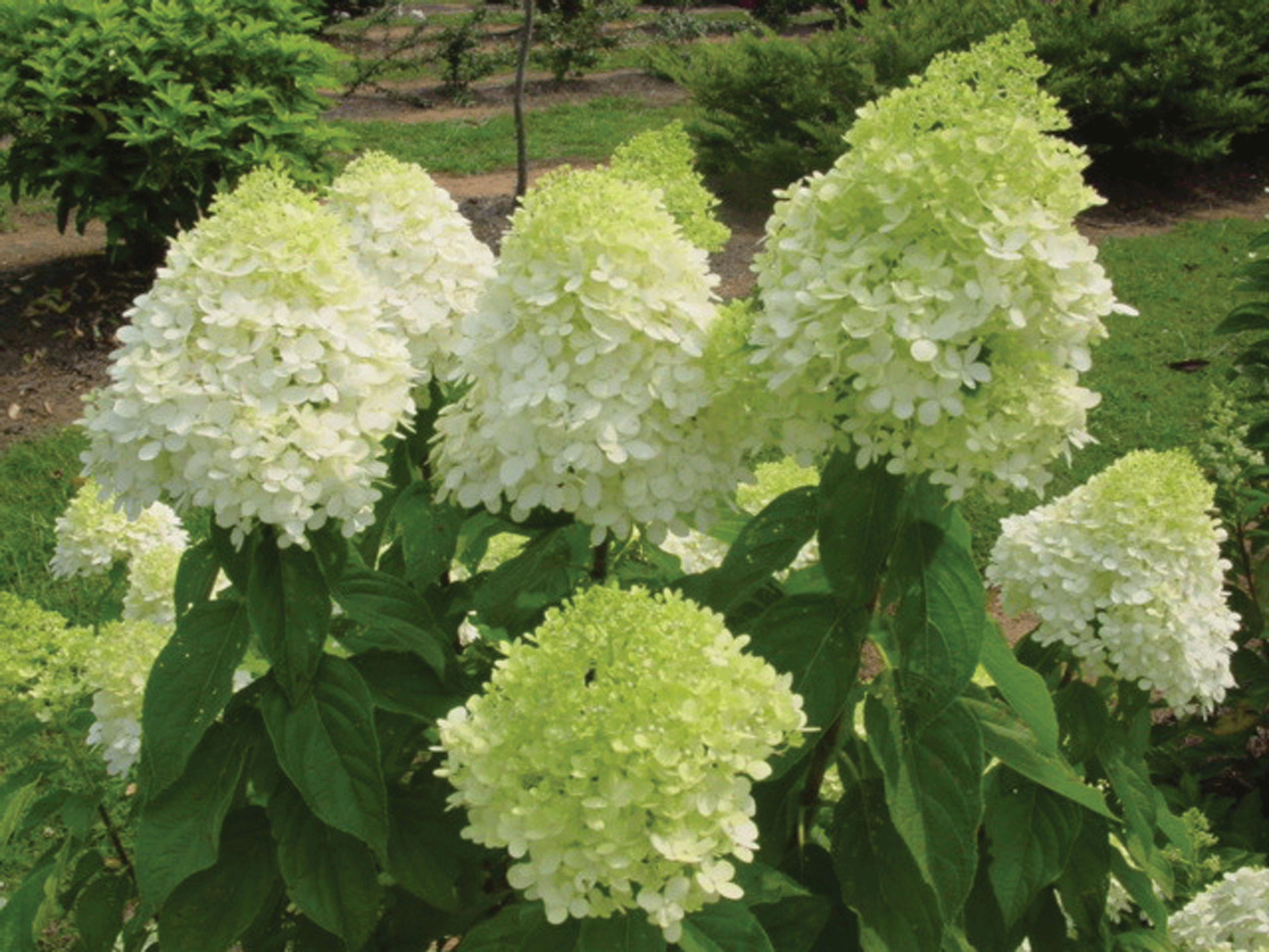 close up of Limelight Panicle Hydrangea flowers