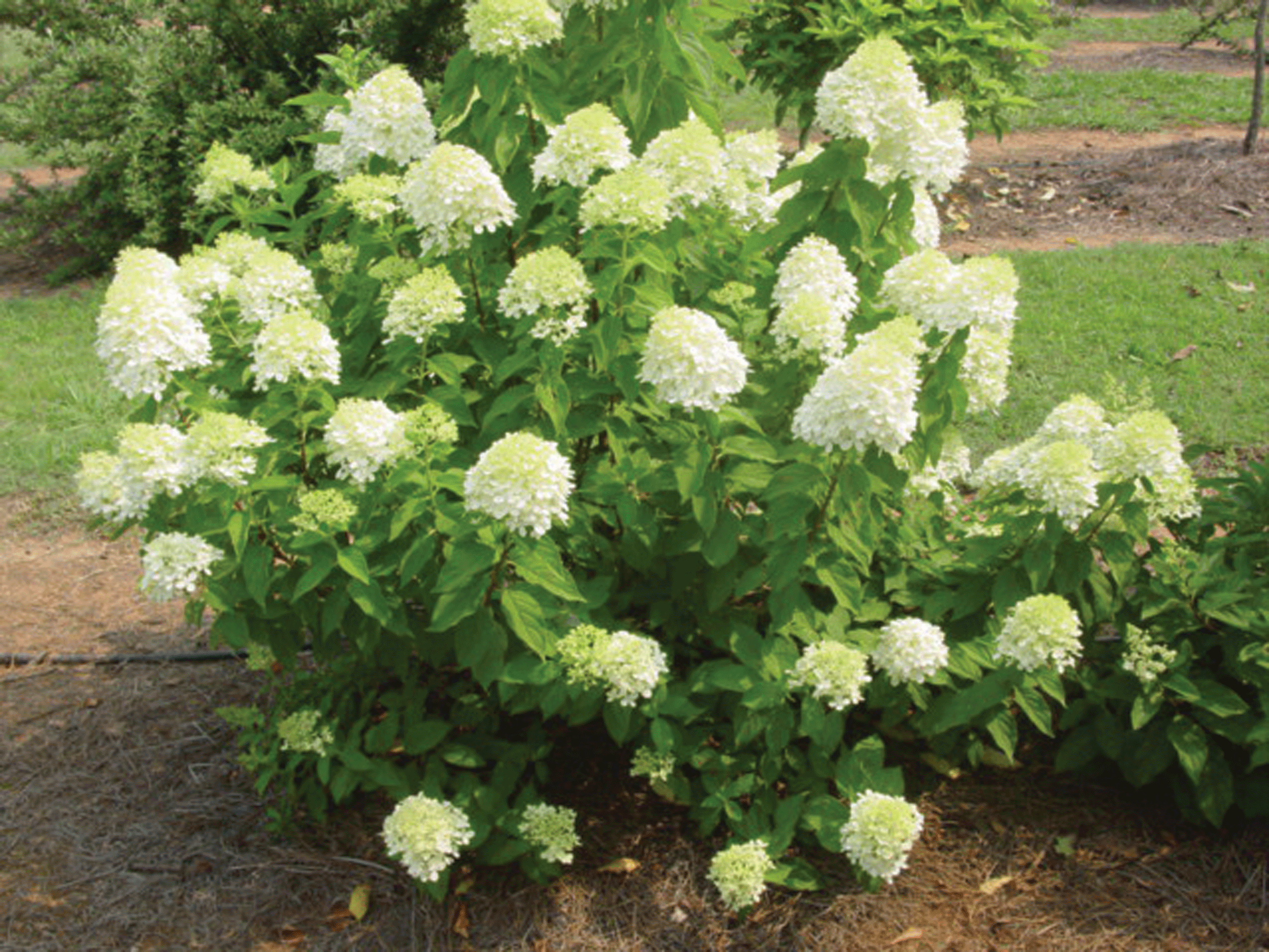 Limelight Panicle Hydrangea in the landscape