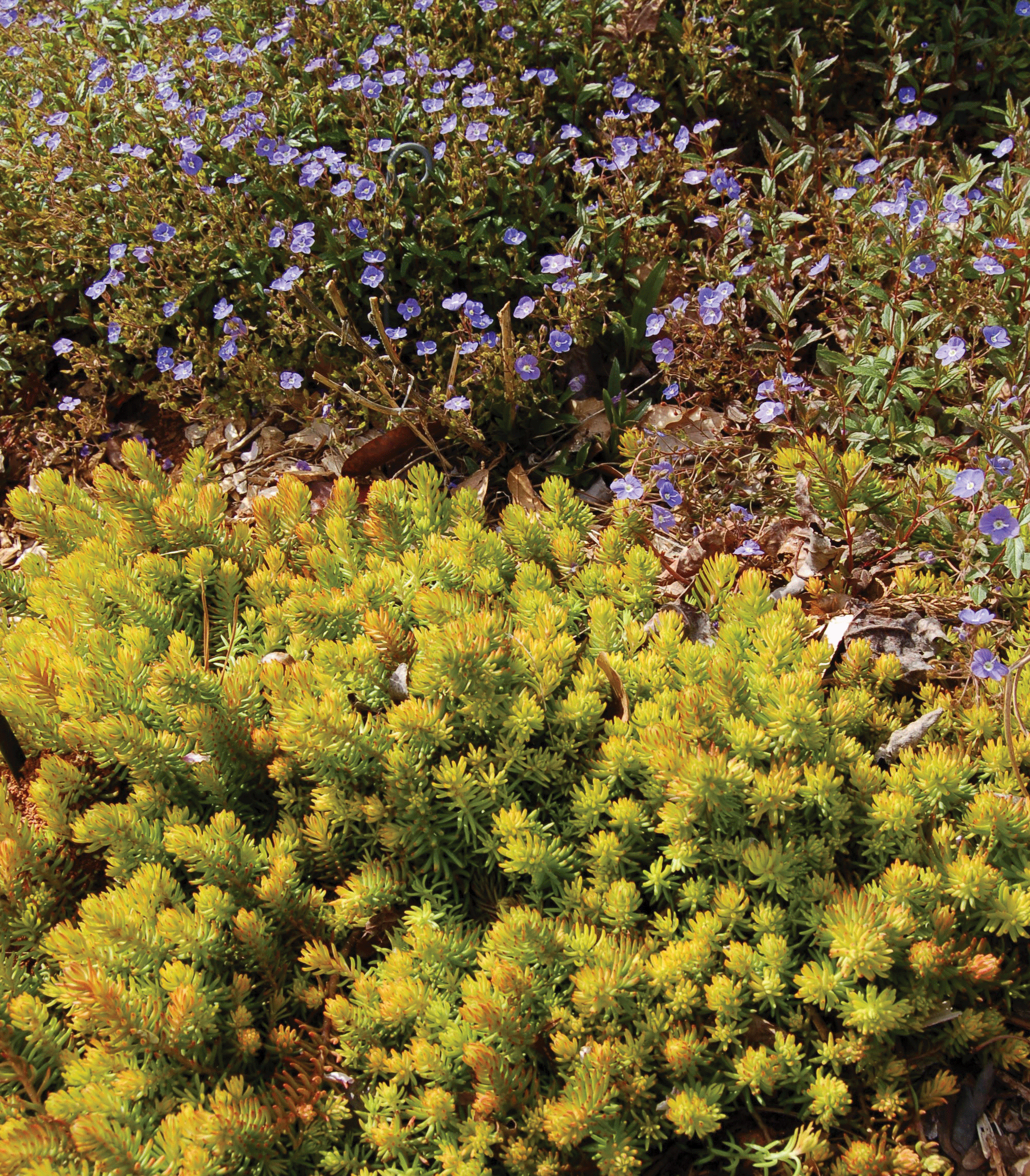 Angelina Stonecrop in the landscape