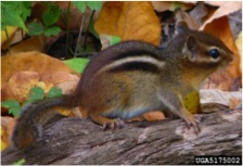 Approaches to controlling chipmunks