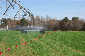 An irrigation arm passes over a field with 16-oz red plastic cups lined up on ground stakes to collect and measure water coming from the irrigation system.