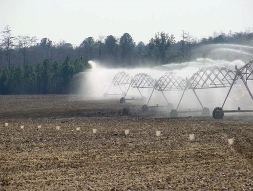 An irrigation arm passes over a field with paint cups lined up on ground stakes to collect and measure water coming from the irrigation system.