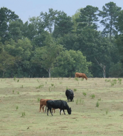 Grazing Cattle