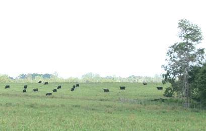 Grazing Cattle