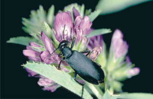 Black blister beetle.