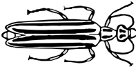 blister beetle illustration