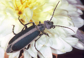 Margined blister beetle.