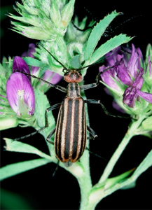 Striped blister beetle