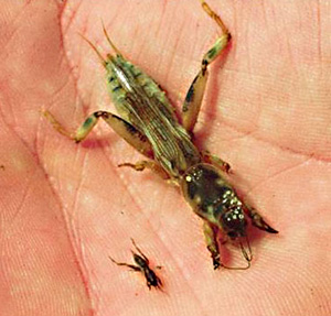 Adult and nymphal mole crickets. The adult is much larger than the nymph.