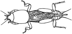 mole cricket drawing