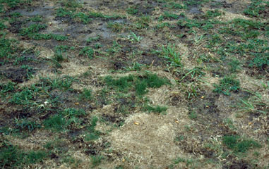 Mole crickets in turf.