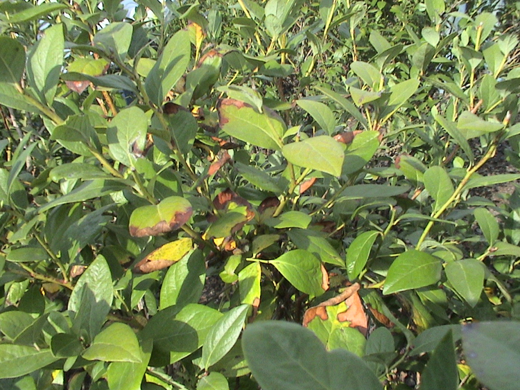 Figure 2a. Marginal leaf burn on blueberry bush