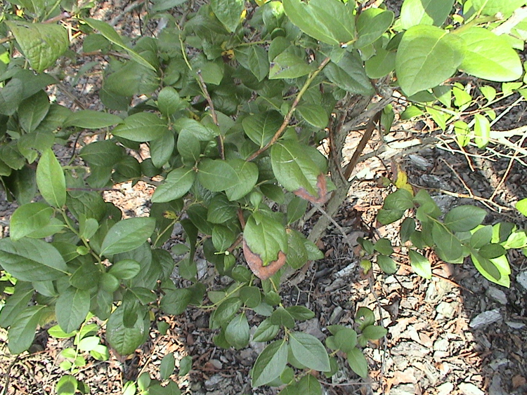 Marginal leaf burn on blueberry bush