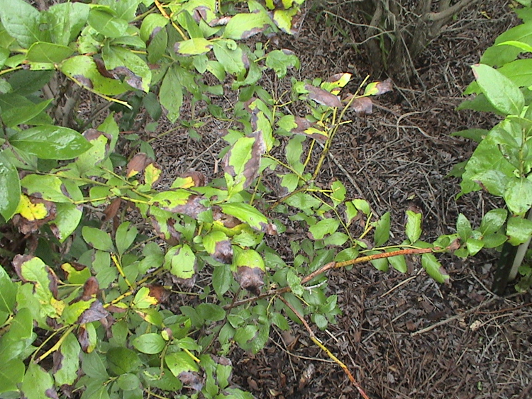 Figure 2b. Leaf spots on leaves.