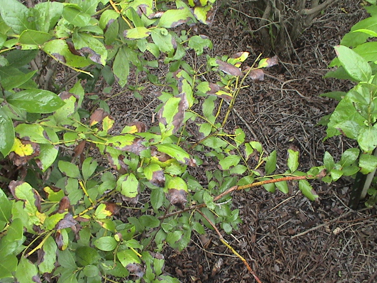 Leaf spots on leaves.