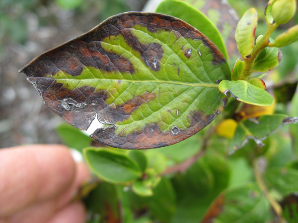 Oak leaf pattern on leaves