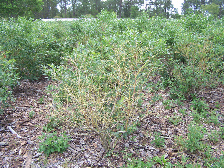 photo of blueberry bush with scorch symptoms