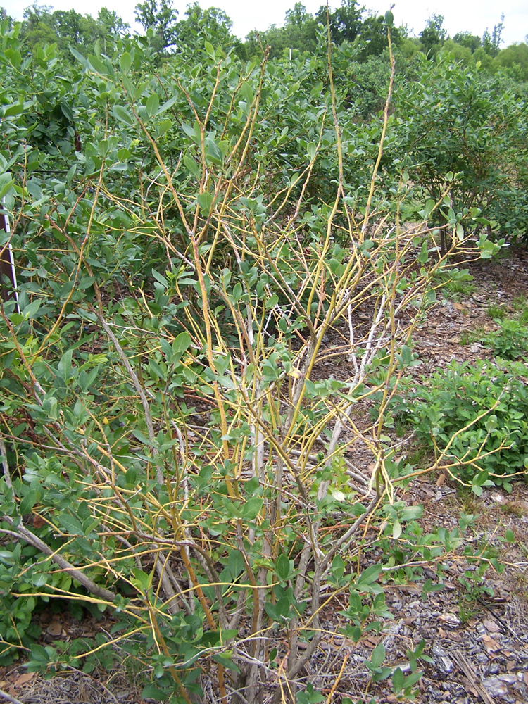 up-close photo of blueberry bush with scorch symptoms