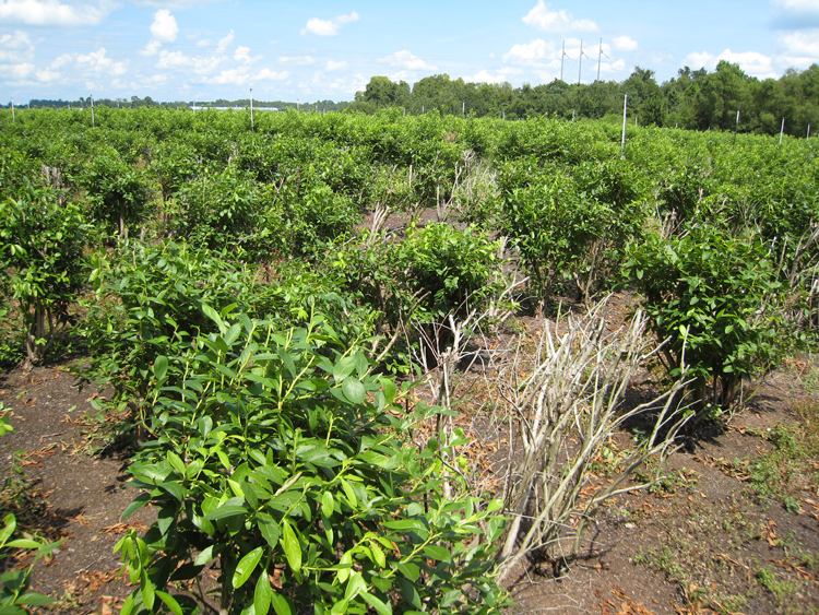 photo showing dead blueberry bushes