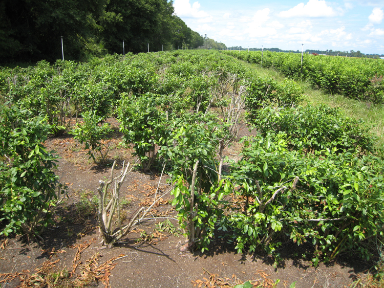 photo showing dead blueberry bushes