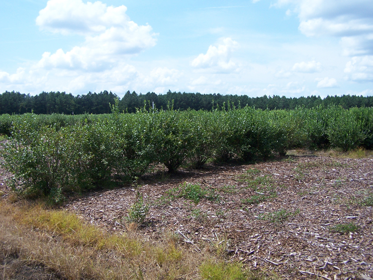 photo of a field trial showing resistant blueberries