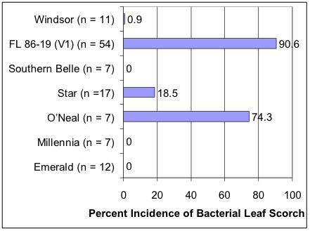 Bar chart showing incidence of bacterial leaf scorch in blueberry varieties