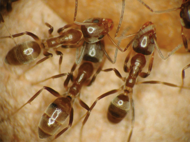 Closeup photo of Argentine ant workers showing the characteristic brown coloring and triangular-shaped heads.