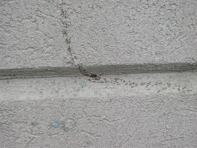 A trail of Argentine ants crawling across a concrete block wall.