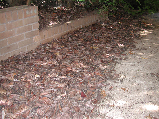 Photo shows a mulched area between a brick wall and a sidewalk that contains leaves, pine straw, and other debris where ants commonly nest.