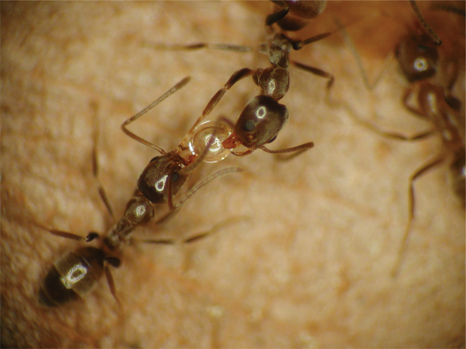 Adult ants exchanging a drop of liquid