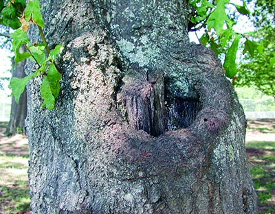 tree hole