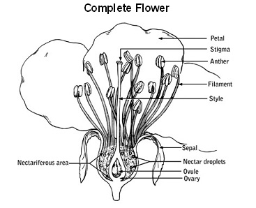 complete flower diagram showing reproductive structures