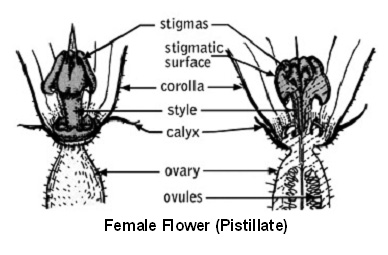 Female Flower showing reproductive structures