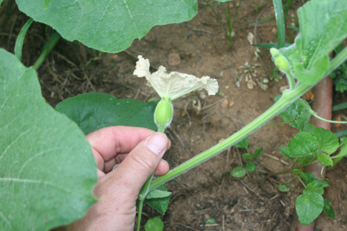 female cucurbit flower