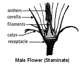 Male flower showing reproductive structures