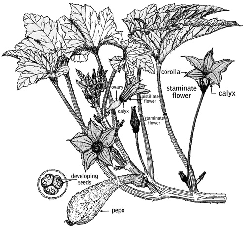 Flower diagram showing ovaries, flowers, developing seeds, and other parts of the plant