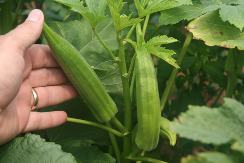 Okra